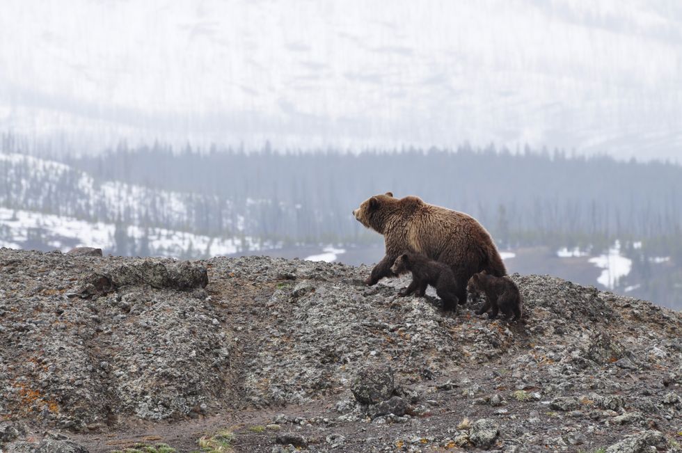 Hibernating Bears Pose Massive Threat To Society