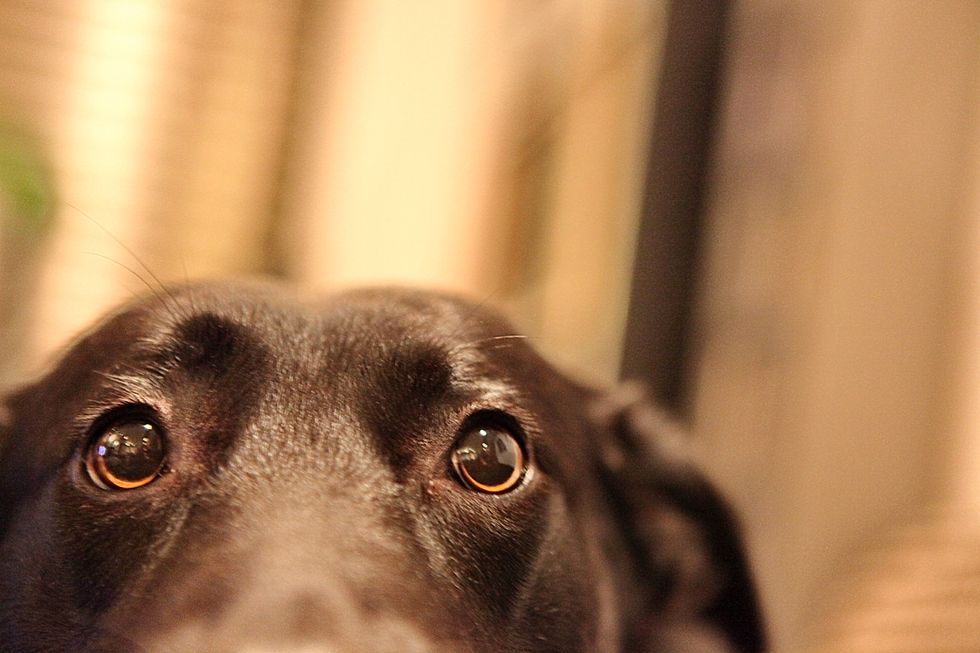 Dogs Can Experience Anxiety Just Like Humans