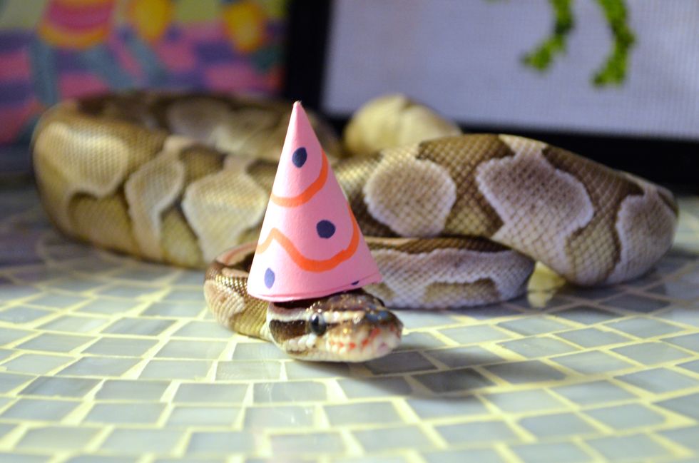 5 Snakes You Need To Avoid In Life