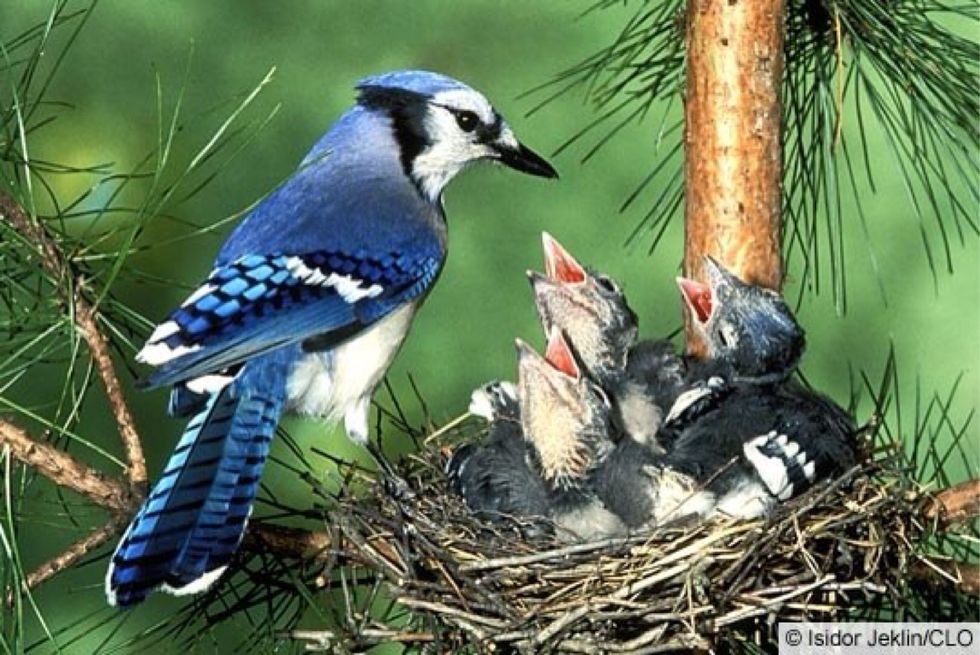 Baby Blue Jays fell out of there nest !! They hung out on one of