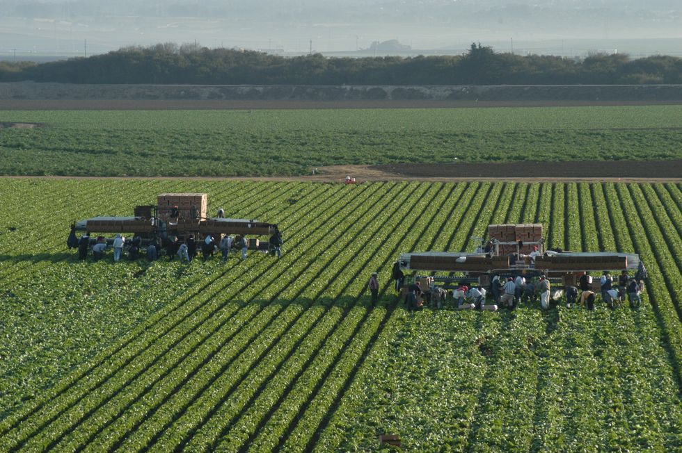 Trump And Sanders Don't Care About American Agriculture