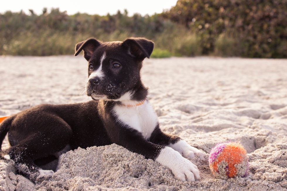 10 Puppy Gifs To Brighten Your Spirits And Get You Through Finals Week