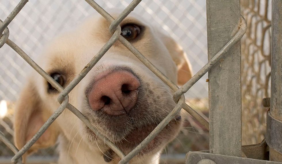 What You Probably Think About Shelter Dogs, Debunked