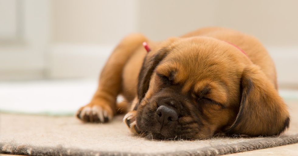 15 Puppies To Make Any Day Better