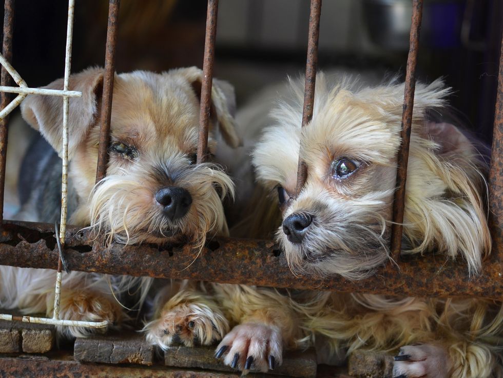 It's Time To Put An End To Puppy Mills