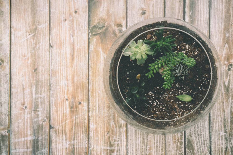 5 Terrariums To Invest In