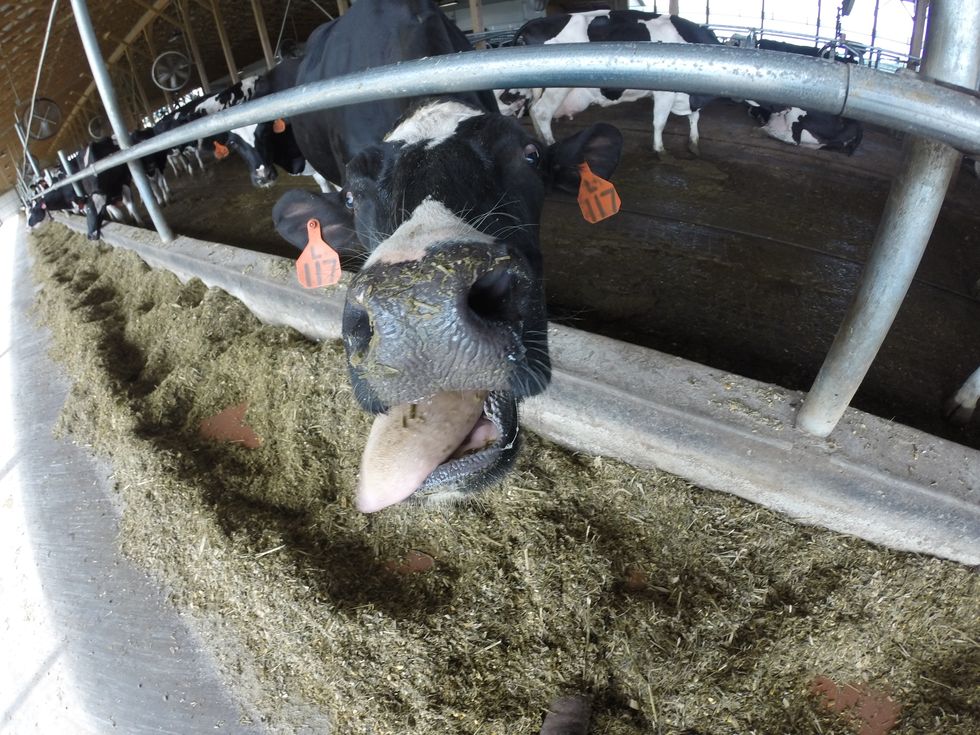 5 Things All Dairy Farmers Want You To Know About The Dairy Industry