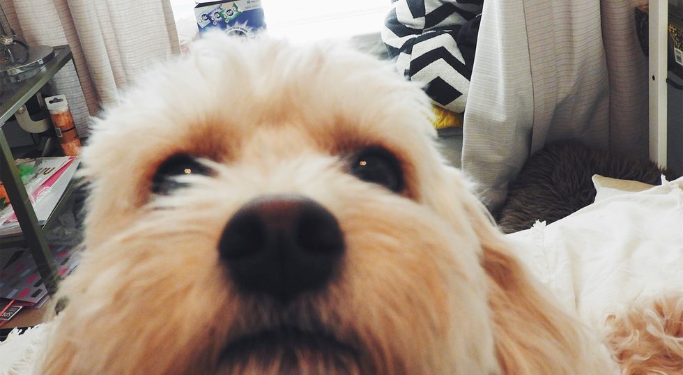 5 Things That Are Better When You Have A Dog In College