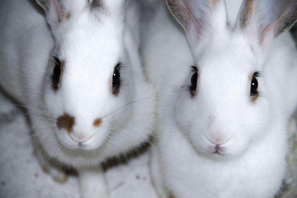 Why It's A Bad Idea To Give Animals As Easter Gifts