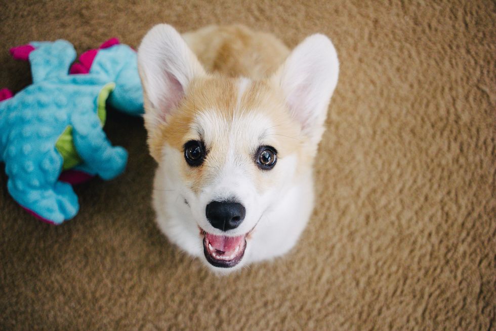 11 Telltale Signs You're A Corgi Enthusiast