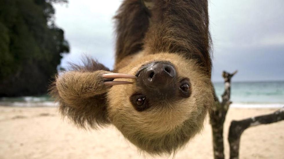 Fact Alert: All College Students Are Secretly Sloths