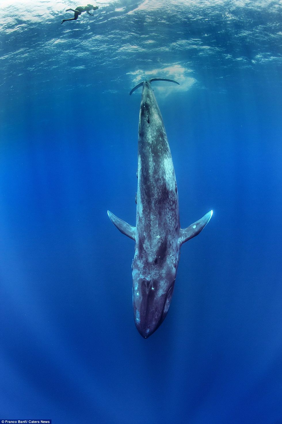 My Spirit Animal Is A Blue Whale