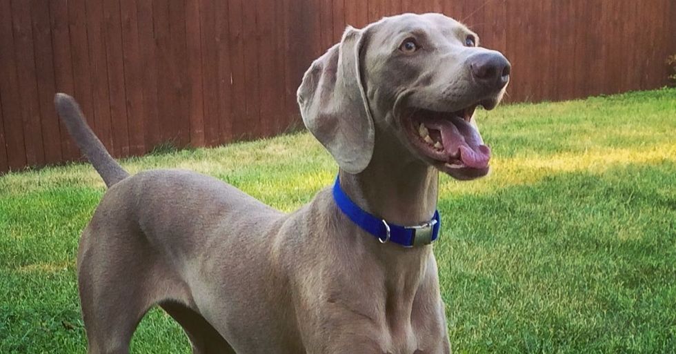 Weimaraners