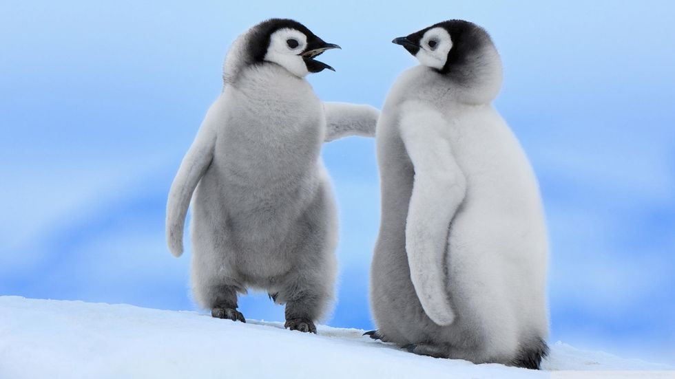 11 Reasons Why Penguins Should Be Your Favorite Animal