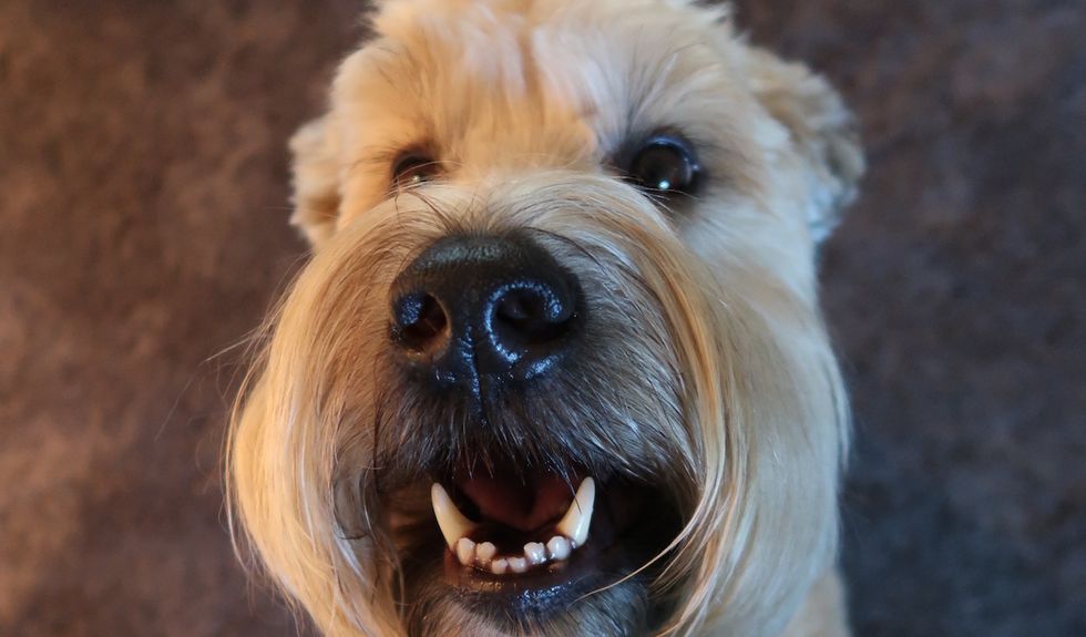 10 Reasons Soft Coated Wheaten Terriers Will Be Your New BFF