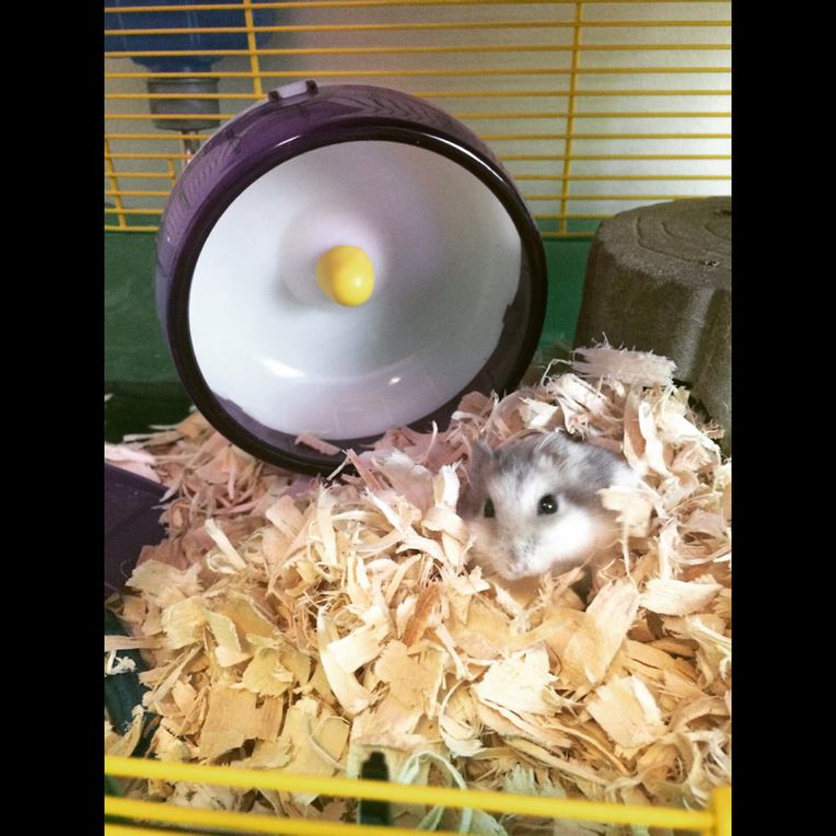 Reasons You Shouldn't Get a Pet Hamster – denim33