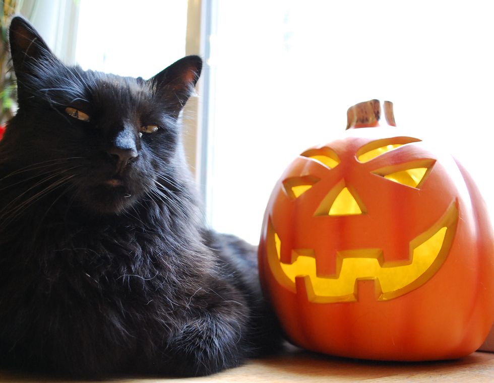 16 Last-Minute Halloween Costumes That Are Better Than Being Another Black Cat