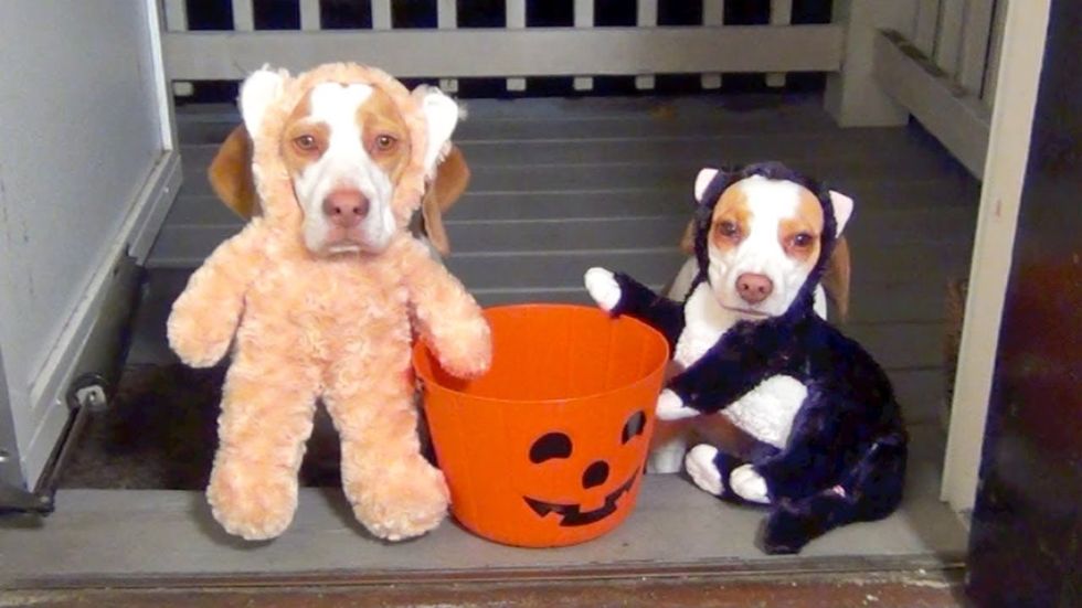 6 Videos Of Pups To Get You Through Halloween