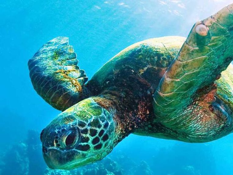 Sea turtles are being found with plastic straws stuck up their noses. Let's  use bamboo straws to save the environment.