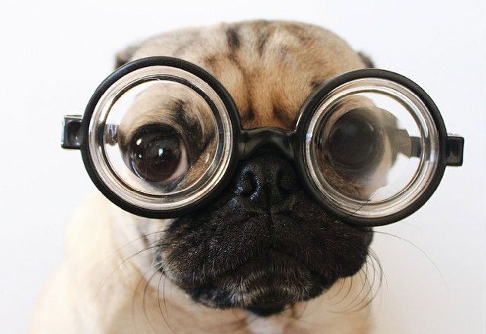 10 Stages Of The Sophomore Slump As Told By Doug The Pug