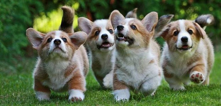 Corgi Puppies: Is a Corgi Puppy a Good Family Dog? – Wild One