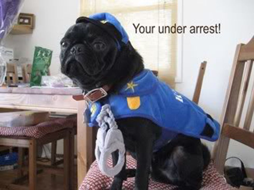10 Reasons Why Pugs Are The Best Dogs Ever