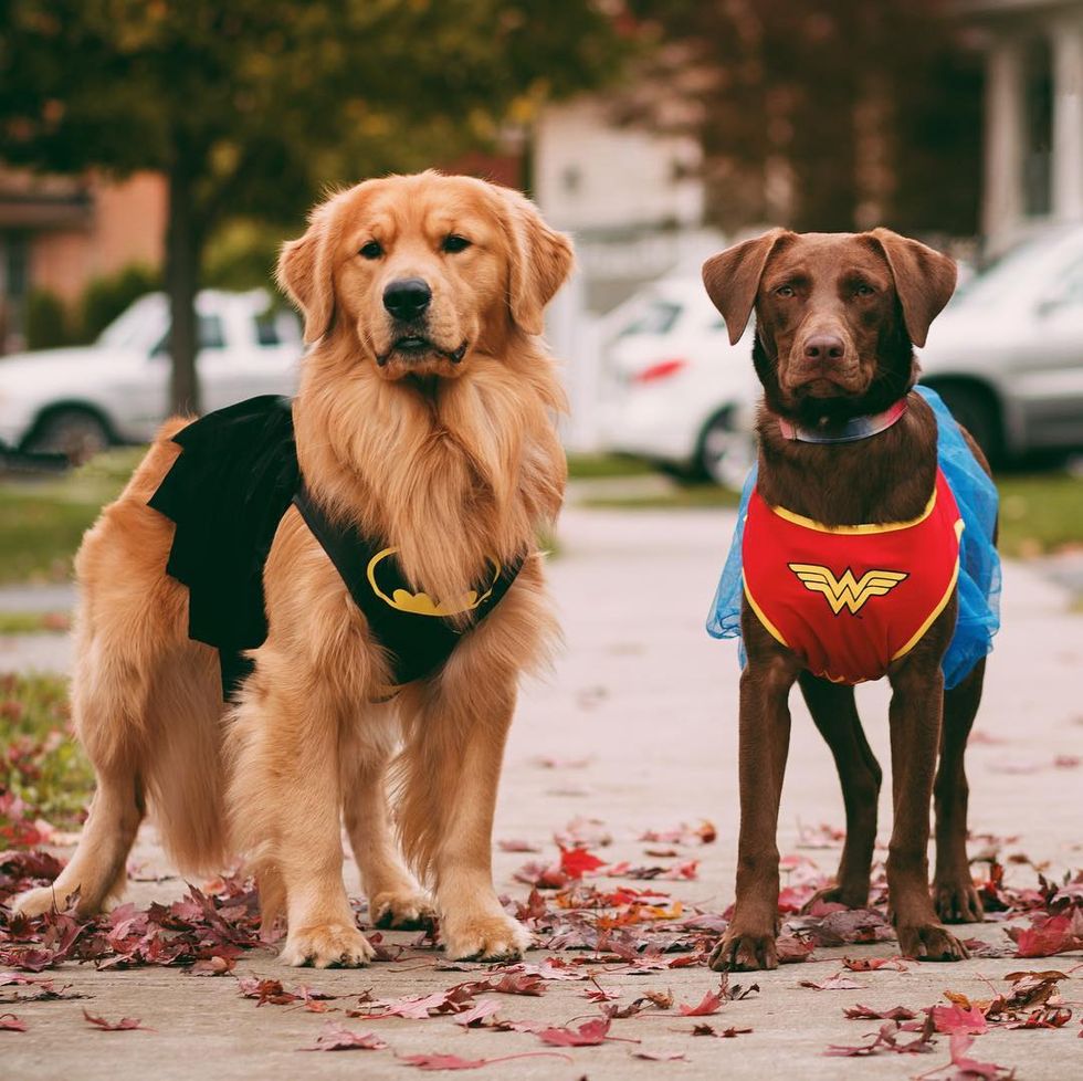 18 Superheroes As Heroically Adorable Dog Breeds