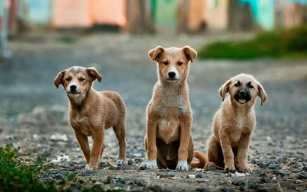 Forget 2017, Here Are Some Cute Baby Animal Pictures To Start 2018 Off Right