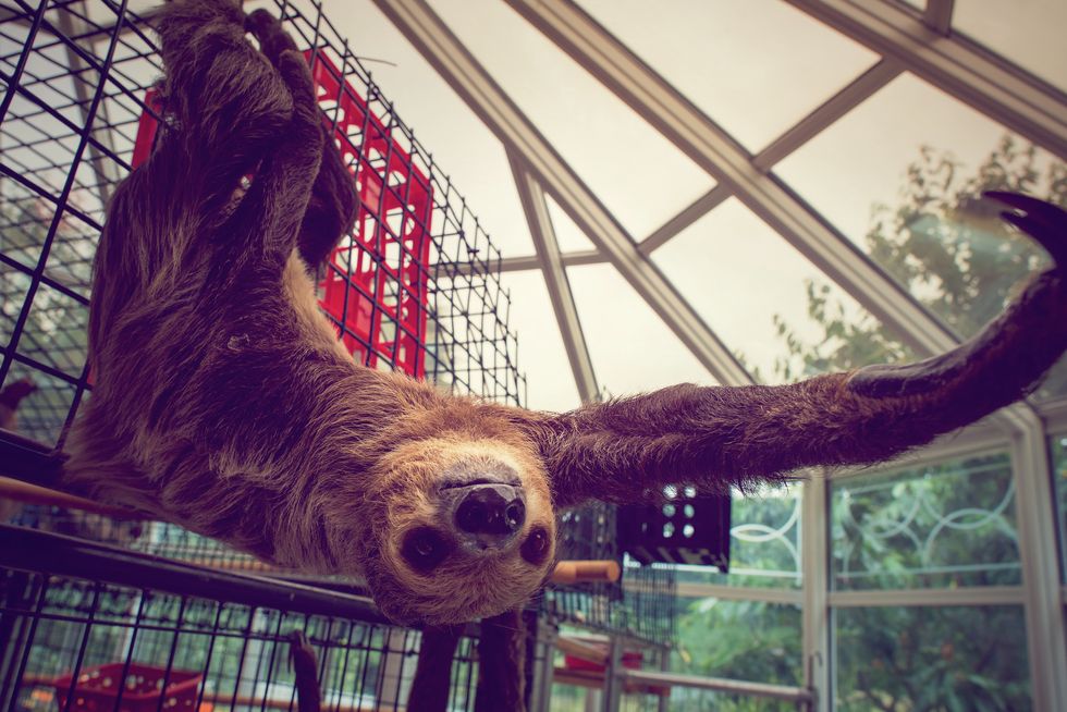 10... Weird... Facts... About... ... Sloths