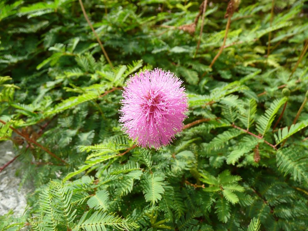 Mimosa Pudica