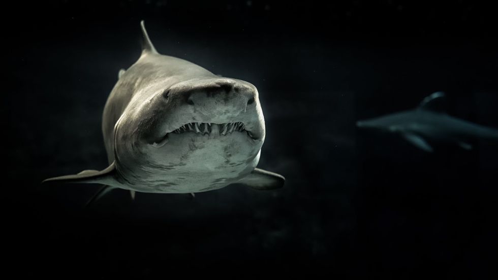 No Matter How Much 'Jaws' Terrified You, The World Still Needs Sharks To Exist