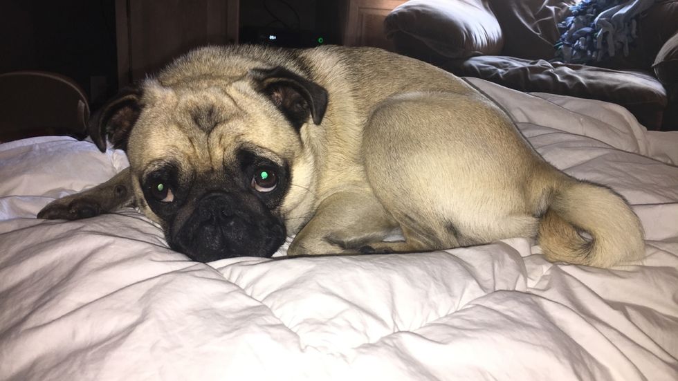 15 Ways Pugs Are Exactly Like Humans