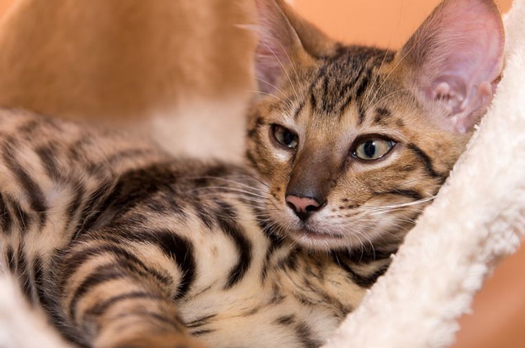 The 15 Cutest Cat Breeds You Will Love