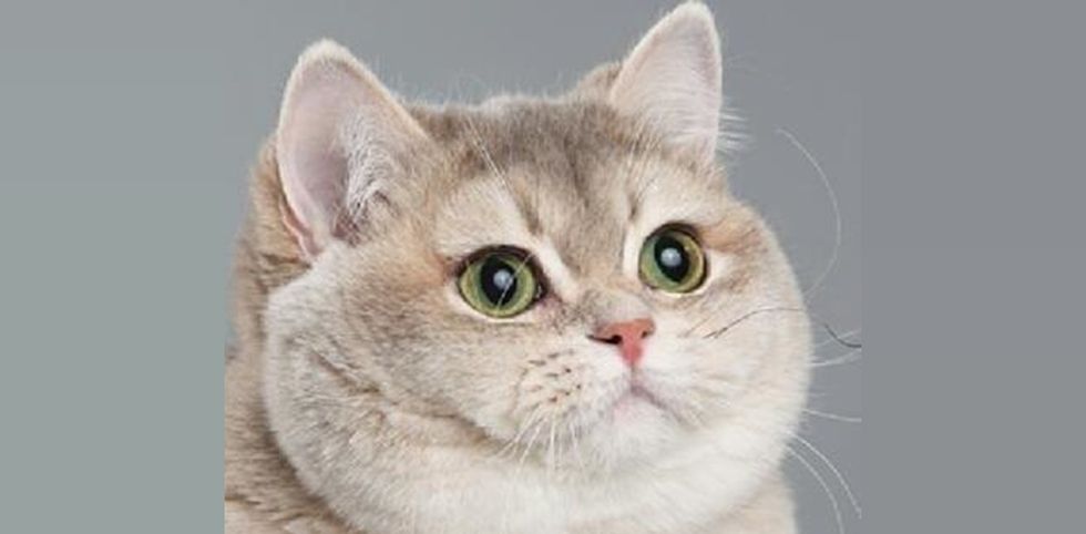 11 Cat Gifs That Will Make You LOL