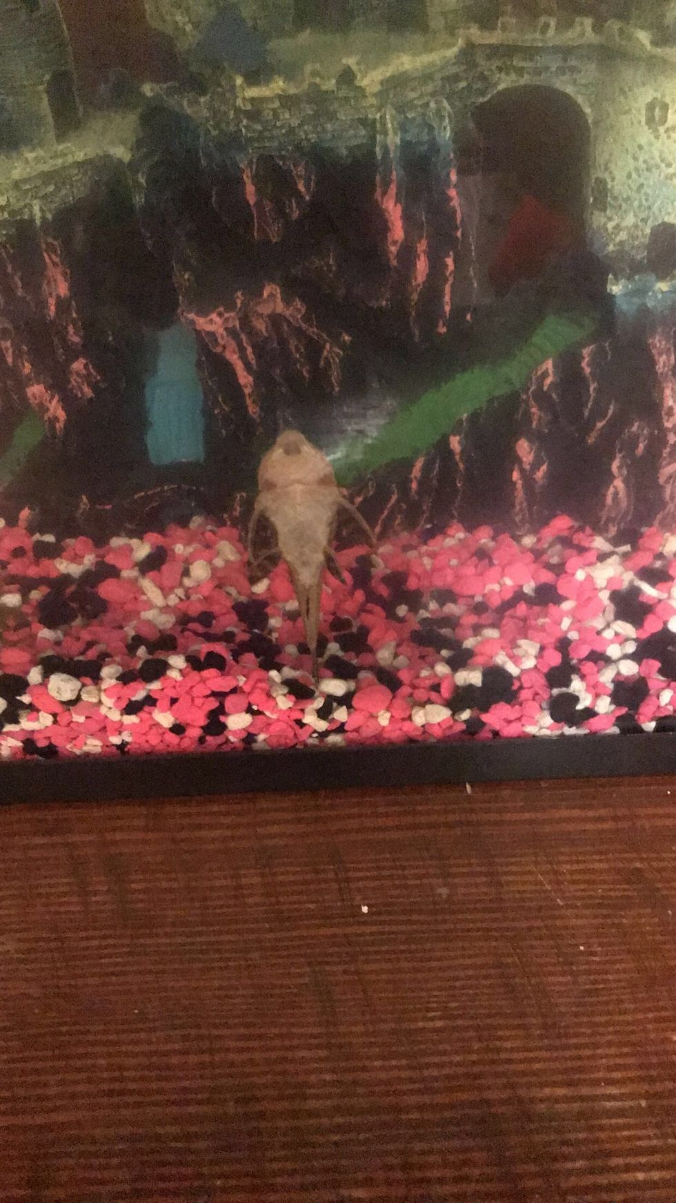 A Callout Post To The Person Who Stole My Fish