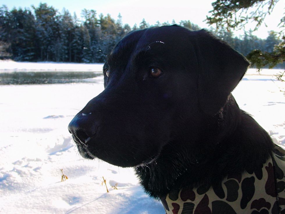 A Letter From a Dog To His Owner