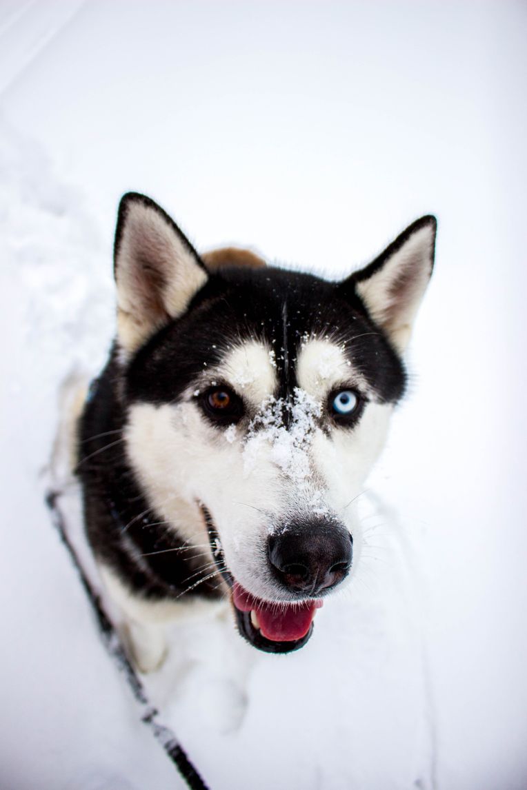 Max Scherzer's new dog has two different colored eyes just like