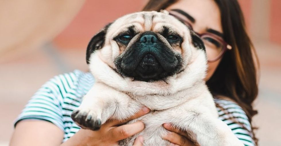 20 Reasons Pugs Are Scientifically Proven To Be The Best Kind Of Dogs