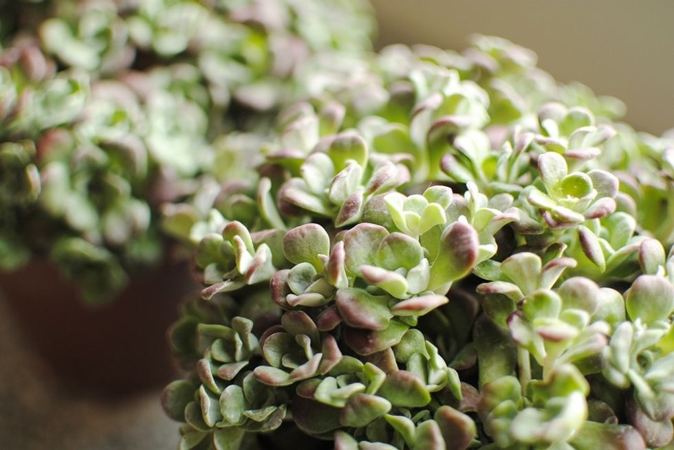 Why You Shouldn't Feel Bad About Buying A Sh*t Ton Of Succulents