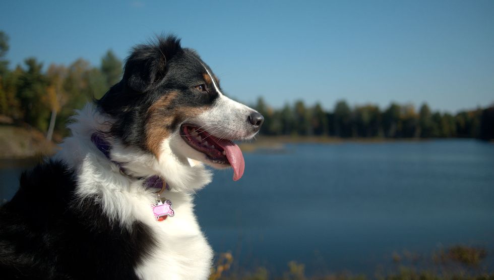 Bernese Mountain Dog Mix With Lab