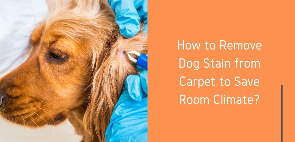 How to Remove Dog Stain from Carpet to Save Room Climate?