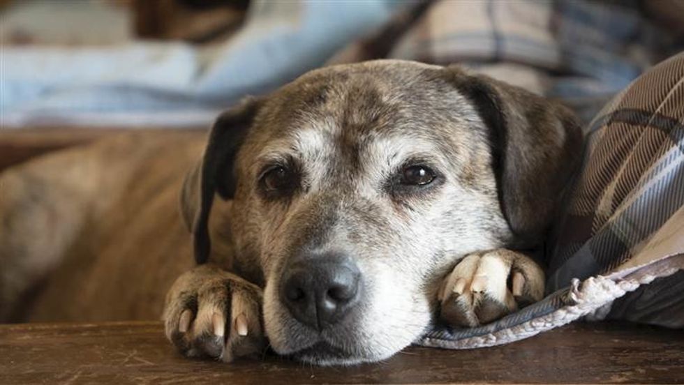 Tips for Elderly Dogs