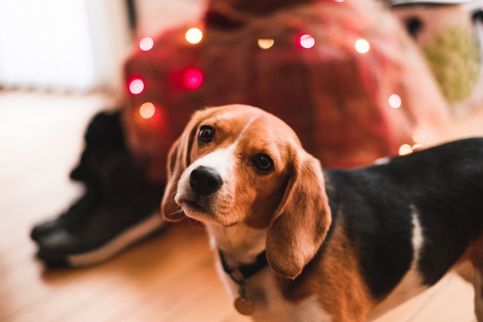 What to Get Your Dog for Christmas