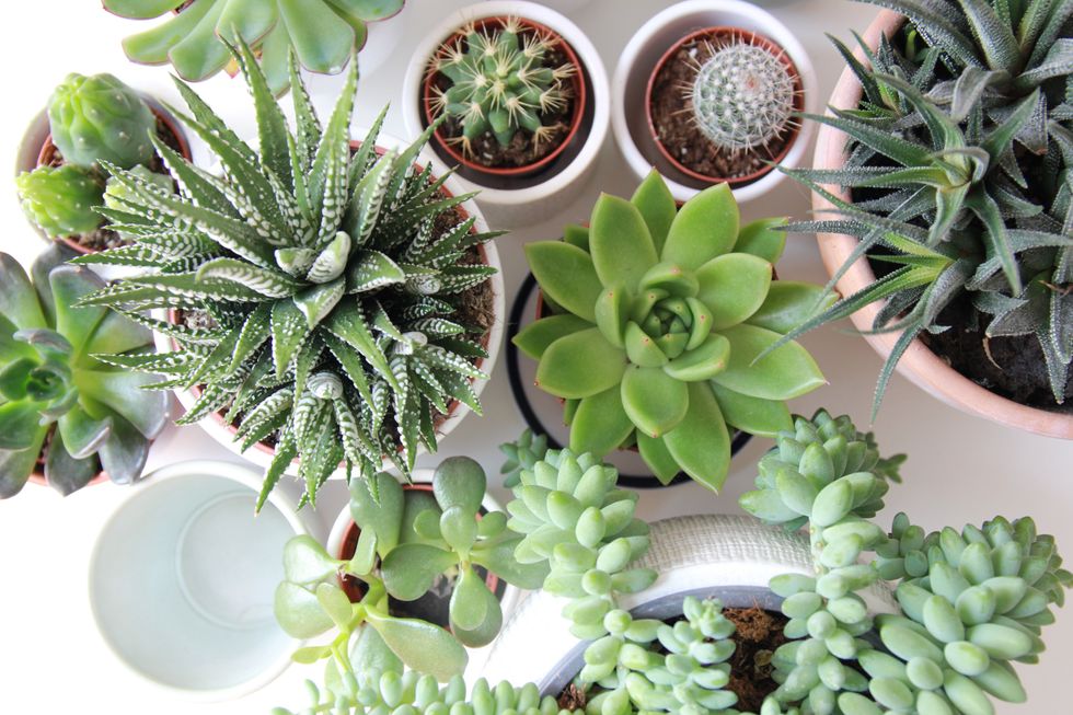 11 Plants That Are Perfect Gifts For Your Friend Who Struggles With Depression