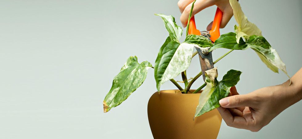 10 Tips for pruning your houseplants