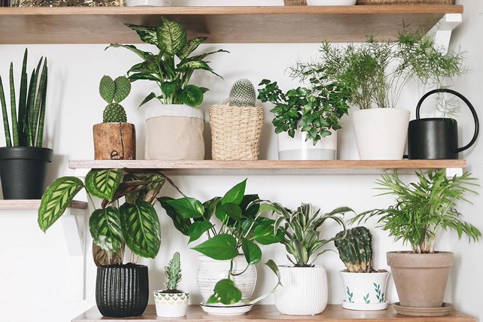 All About Benefits Of Houseplants And More