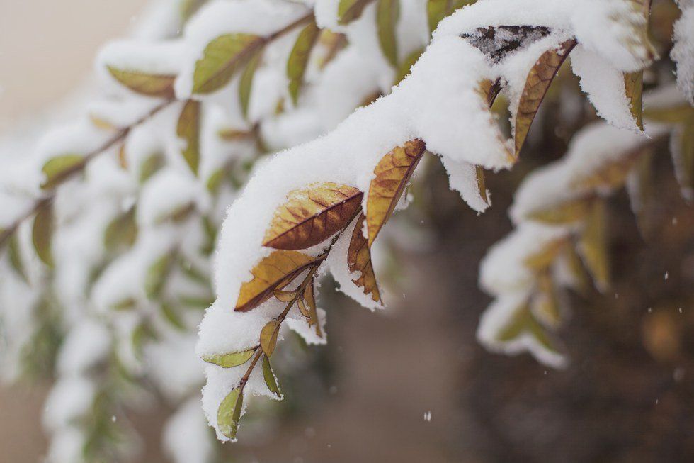 First Snow