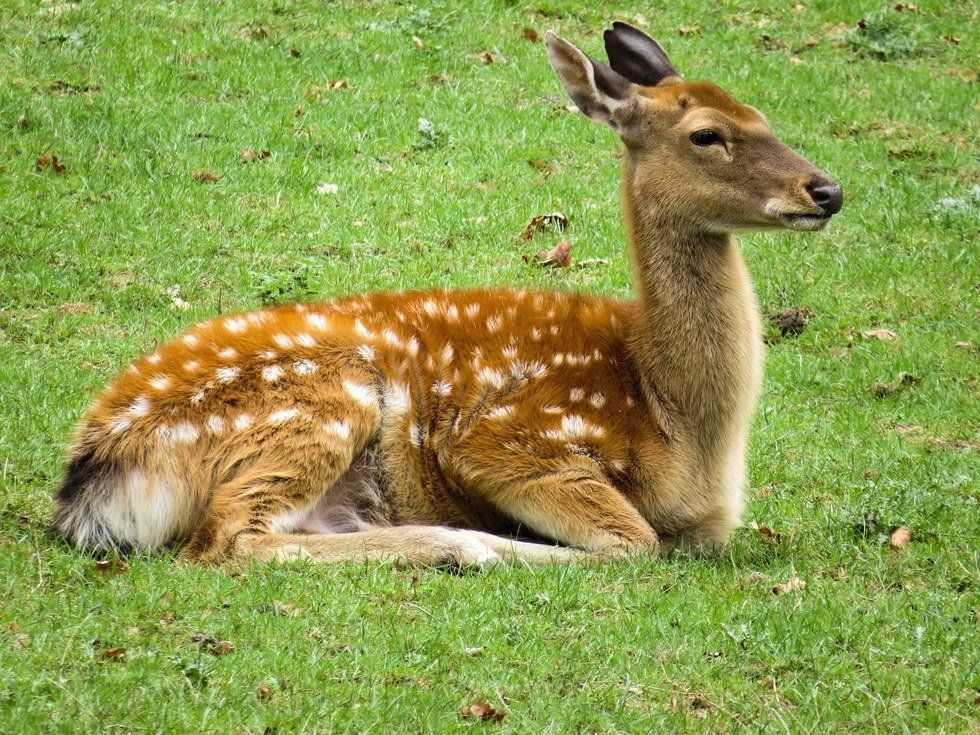 Doe: A Deer, A Feminist Deer