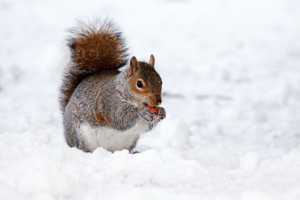 The First Snow