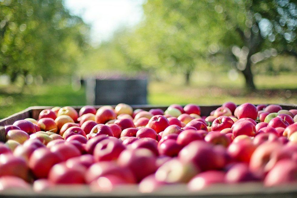 5 Best Parts of Apple Picking